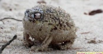 Âm thanh gào thét giận dữ của loài ếch này đảm bảo sẽ khiến tất cả chúng ta cùng "sợ"
