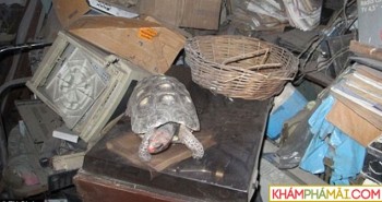 Rùa cưng bị mất tích, 30 năm sau gia đình sững sờ phát hiện còn sống ở một nơi không ngờ