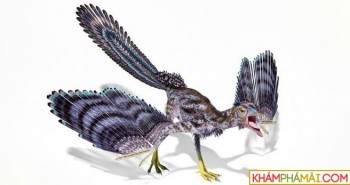 Phát hiện hóa thạch loài khủng long bay giống chim nhất