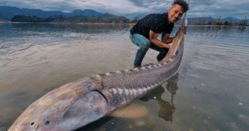 Người đàn ông bắt được "khủng long sống" khổng lồ trên sông Canada