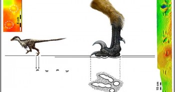 Phát hiện vết chân khủng long nhỏ nhất từ trước tới nay