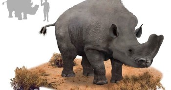 Embolotherium: Loài tê giác sở hữu chiếc sừng giống như loài bọ hung