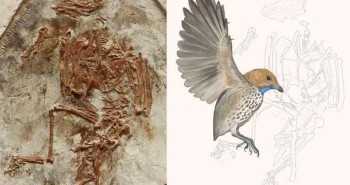 Tiết lộ bất ngờ từ "sinh vật lạ" 120 triệu tuổi ở Trung Quốc