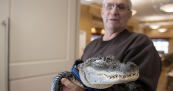 Kỳ lạ cá sấu giúp chữa trầm cảm ở Mỹ