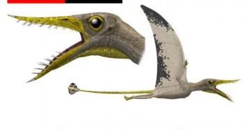 Rhamphorhynchus: Loài thằn lằn bay "tí hon" sở hữu hàm răng của tử thần