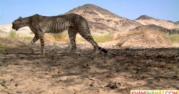 Báo săn Sahara lần đầu tiên được phát hiện trong một thập kỷ ở Algeria