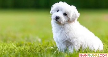 Top 10 giống chó nhỏ nhất trên thế giới