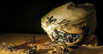 Bom bọ cạp và vũ khí sinh học chết người