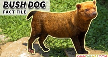 Với mặt gấu, miệng cáo, chân có màng và răng giống mèo, liệu Bush dog có thực sự là một loại chó?