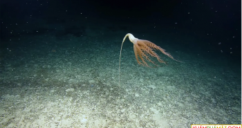 Dùng camera điều khiển từ xa, chuyên gia vô tình tìm thấy "hoa biển" quý hiếm dài 2m dưới đáy Thái Bình Dương