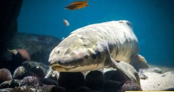 Con cá già nhất thế giới sống trong thủy cung