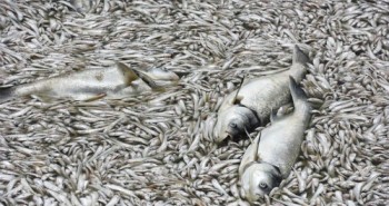 Ban quản lý hồ Tây: "Cá chết nhiều có thể do thay đổi thời tiết"