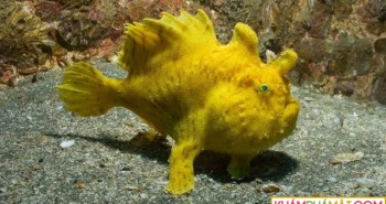 Sự thật đáng kinh ngạc về các sinh vật dưới biển sâu
