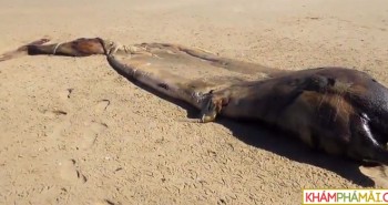 Xác quái vật khổng lồ bí ẩn trôi dạt vào bờ biển châu Phi