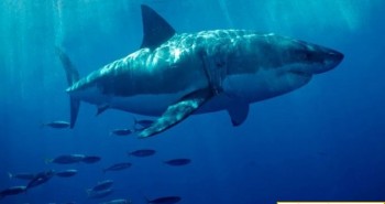 Cá mập có đáng phải chịu tiếng xấu do chúng ta gán ghép hay không?