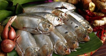 Việt Nam có 4 loại cá giàu omega 3 bậc nhất, giúp kiểm soát đường huyết, bổ tim chắc xương