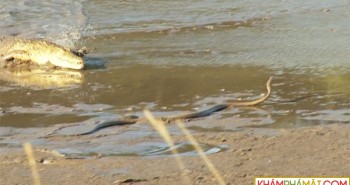 Cuộc chiến sinh tồn khốc liệt giữa "ông vua đầm lầy" và loài rắn nguy hiểm nhất châu Phi