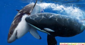 Tại sao cá voi sát thủ chỉ ăn gan của cá mập trắng lớn?