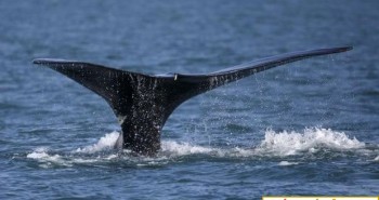 Biển nóng lên bức tử cá voi trơn Bắc Đại Tây Dương tới tuyệt chủng
