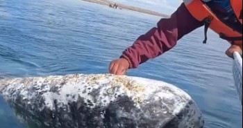 Cá voi xám tiếp cận thuyền, nhờ người bắt rận trên đầu