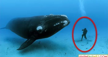 Quyền thống trị biển cả của cá voi sát thủ đang dần bị cá voi hoa tiêu thay thế?