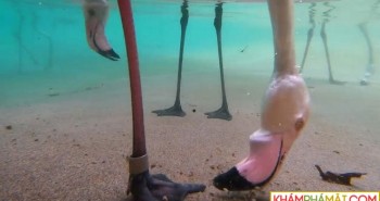 Thú vị cách chim hồng hạc kiếm ăn dưới nước được hé lộ thông qua camera giấu kín dưới nước