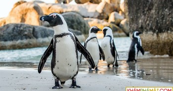 Biến đổi khí hậu khiến chim cánh cụt châu Phi không còn chỗ ở