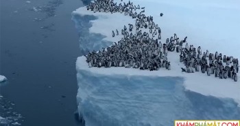 Chim cánh cụt nhảy từ vách đá cao 15m vì đói