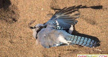 Hàng trăm con chim chết đầy bí ẩn trên khắp nước Mỹ