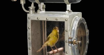 Vì sao chim hoàng yến thường được mang vào bên trong các mỏ than?