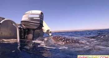 Khoảnh khắc ấn tượng khi chó "hôn" cá mập khổng lồ
