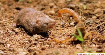 Chuột chù đối đầu bọ cạp "sát thủ" trong trận chiến sinh tử