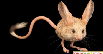 Loài vật tí hon kỳ lạ này trông giống như sự pha trộn giữa chuột, thỏ, lợn và một con chuột túi