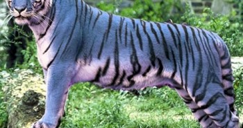 Bí ẩn loài hổ xanh tuyệt đẹp gây xôn xao Trung Quốc