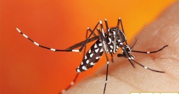 Điều gì sẽ xảy ra Trái đất không còn muỗi?