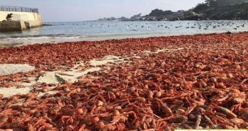 Dòng hải lưu khiến hàng triệu cua đỏ chết tập thể