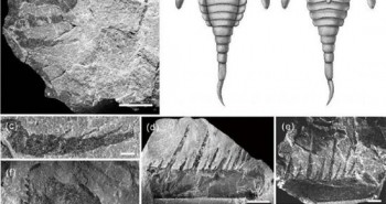 Trung Quốc phát hiện hóa thạch “Bọ cạp biển” 430 triệu năm