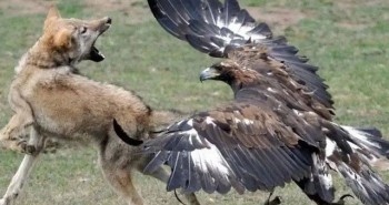 Tại sao đại bàng vàng chỉ nặng khoảng 10kg lại dám tấn công sói?