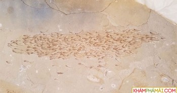 Hóa thạch 50 triệu năm của đàn cá cổ đại gần 300 con