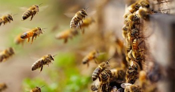 Tìm ra cách khôi phục côn trùng và đàn ong thụ phấn hoa