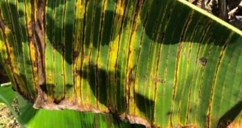 Biến đổi khí hậu làm phát triển các bệnh ở cây chuối