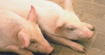 Dịch tả lợn ở Trung Quốc có thể lây lan sang các nước khác