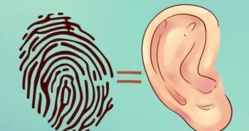 Sự thật thú vị về đôi tai hầu hết mọi người không biết
