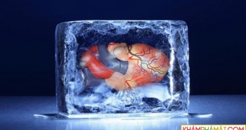 Vì sao chưa thể đóng băng nội tạng để lưu trữ như trứng và tinh trùng?