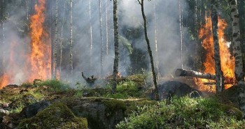 Từ hơn 80.000 năm trước, con người đã biết đốt rừng