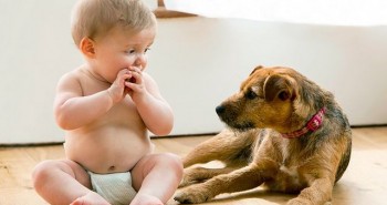 Giữ trẻ an toàn khi nhà nuôi chó