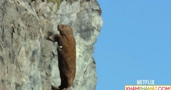 Biến đổi khí hậu khiến hải mã phi thân từ vách đá cao chót vót rồi chết thảm