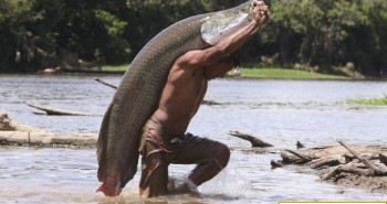 Nguy cơ hải tượng long xâm chiếm vùng Amazon