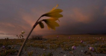 Hoa nở rộ trên sa mạc khô cằn nhất hành tinh