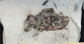 Đức: Phát hiện hóa thạch 3 triệu năm tuổi vẫn còn nguyên lông đỏ